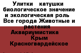 Улитки – катушки: биологическое значение и экологическая роль - Все города Животные и растения » Аквариумистика   . Крым,Красногвардейское